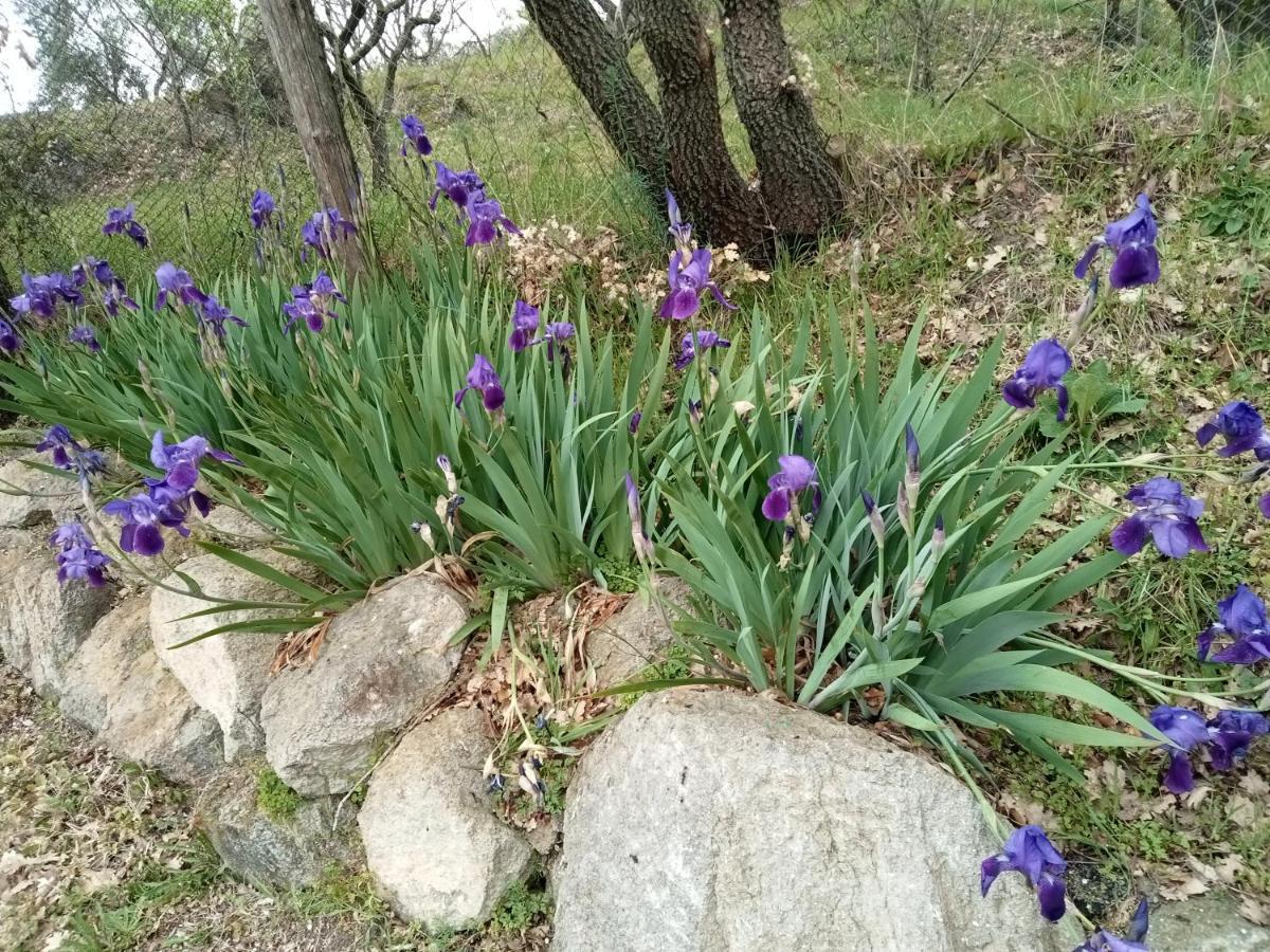 La Staccionata Bianca Bed and Breakfast Βιτέρμπο Εξωτερικό φωτογραφία